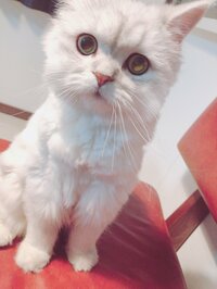 後藤真希『猫シャンプーで返り討ち…』