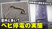【映像】新幹線が運転見合わせ...意外と多い“ヘビで停電”の実情