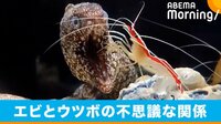 エビとウツボの“同棲”関係