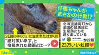 【映像】「絶対に笑います」生まれたばかりの仔馬の“あご吸い”