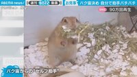 【映像】リスが披露した驚きの芸