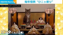 お雛様の隣を“横取り”する猫 飼い主もメロメロの恒例行事に歓喜の声殺到「しっくりくる～」