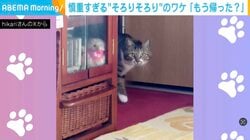 そろりそろり…慎重すぎる足どりの猫に「知らない人帰った？」「ビビリではなく、危機察知能力が高くて賢い！」など反響