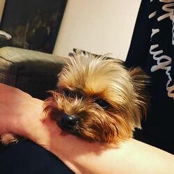 セミファイナルで窮地に立つTEAM雷電、萩原聖人のSNSに「最後まで信じてます」とエール相次ぐ