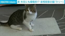6人の首相に仕えた看板猫「ラリー」英首相官邸で在任15年トランプ大統領や安倍元総理との写真も