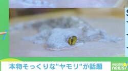 「本物にしか見えない…」“ヤモリ”の正体に驚きの声続々 投稿主「あとは蛾を添えて微調整」