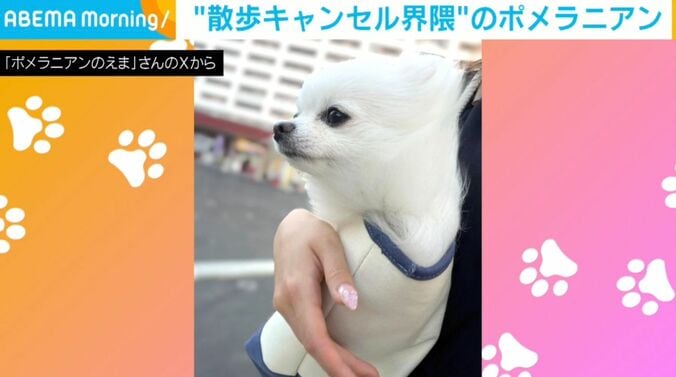 ポメラニアンのえまちゃん