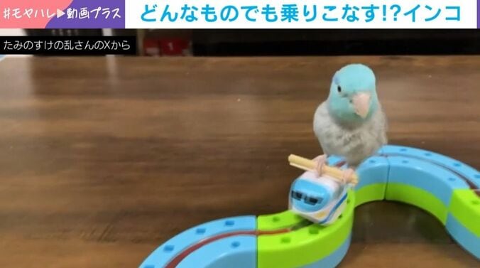 マメルリハのたみのすけくん