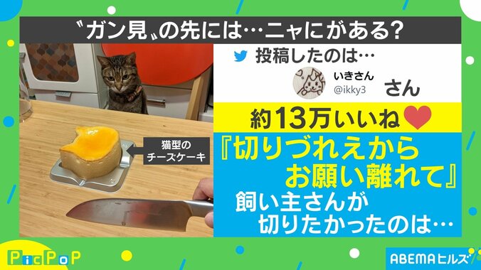 「なにするつもりニャ？」猫型ケーキをガン見する猫に飼い主「切りづらいから離れて」 1枚目