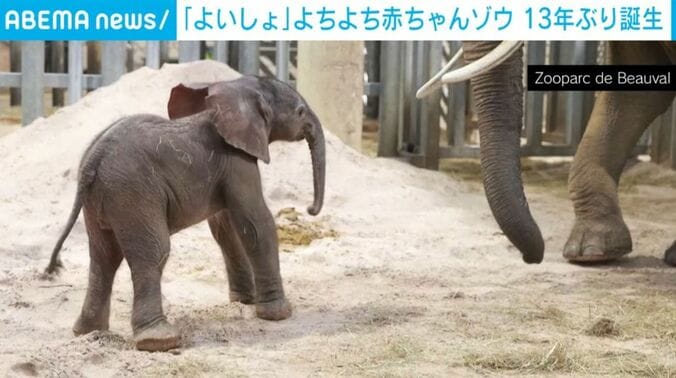 立ち上がった赤ちゃんゾウ