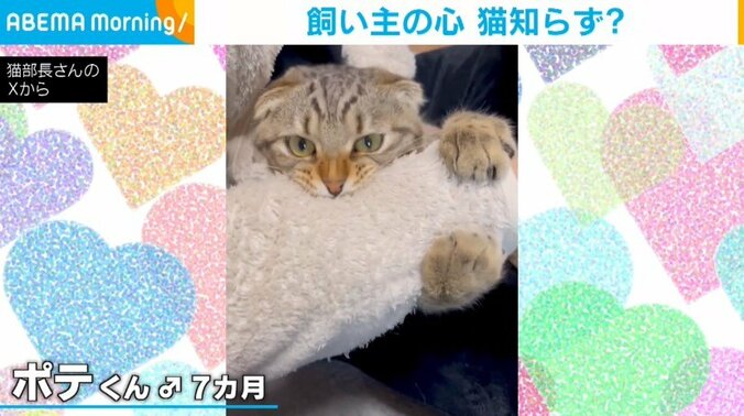 スコティッシュフォールドのポテくん（7カ月）