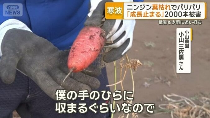 「手のひらに収まる」ニンジン