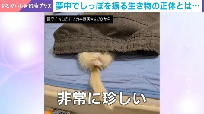 シロくん