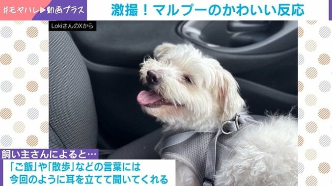 ふわふわの犬の“貴重な瞬間”