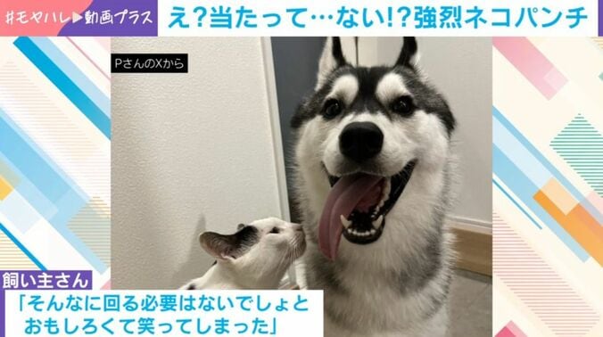 「ミシェル」ちゃんと「ロベルタ」ちゃん