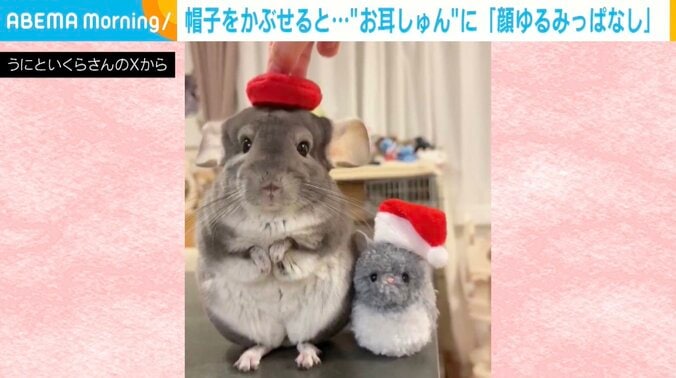 チンチラのいくらちゃん