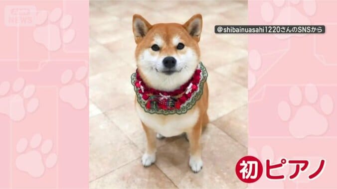 ピアノ初めてだワン