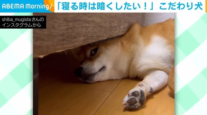 「眩しい！！」“暗さへの執念“がすごい柴犬 こだわりの寝床に飼い主「よくこんなポイント見つけるなぁ」 1枚目