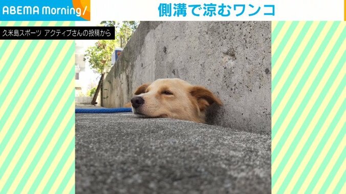 地面から犬の首！？散歩終わりのユニークすぎる“クールダウン”に「出られなくなるぞ笑」と反響 1枚目