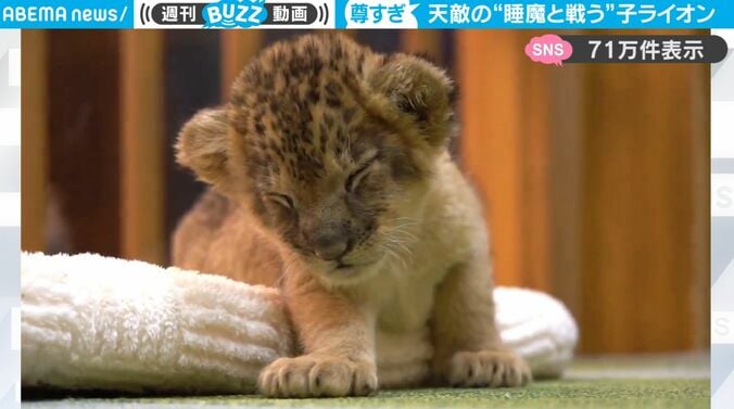 【写真・画像】ぬいぐるみを抱っこして爆睡する元・野犬、あまりに幸せそうな寝顔に反響「人間の子供みたい」　1枚目