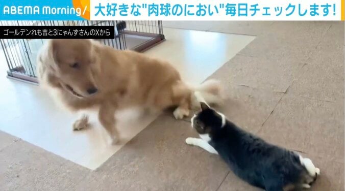 ゴールデンレトリバーのれも吉ちゃん、ネコのちま吉ちゃん