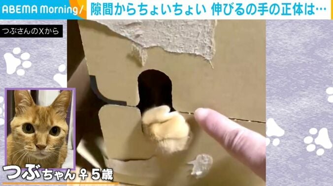 ネコのつぶちゃん