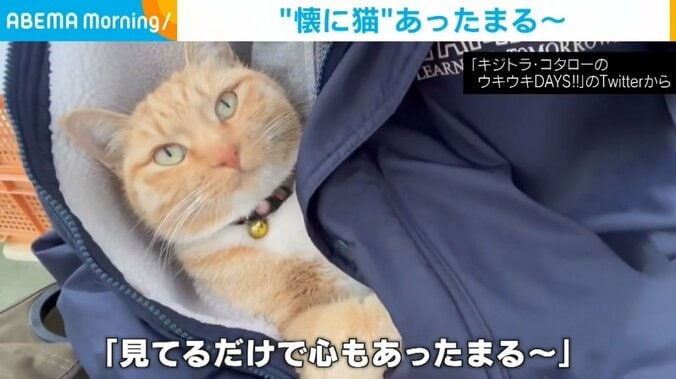 寒い日には床暖ならぬ“猫暖” 猫がコートに入りくつろぐ様子に「心もあったまる～」の声 1枚目