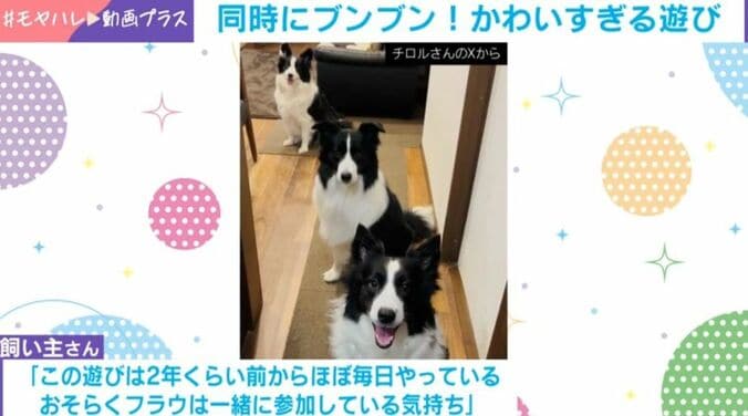 3匹のボーダーコリー