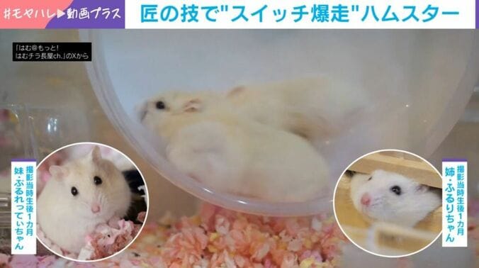 ハムスター