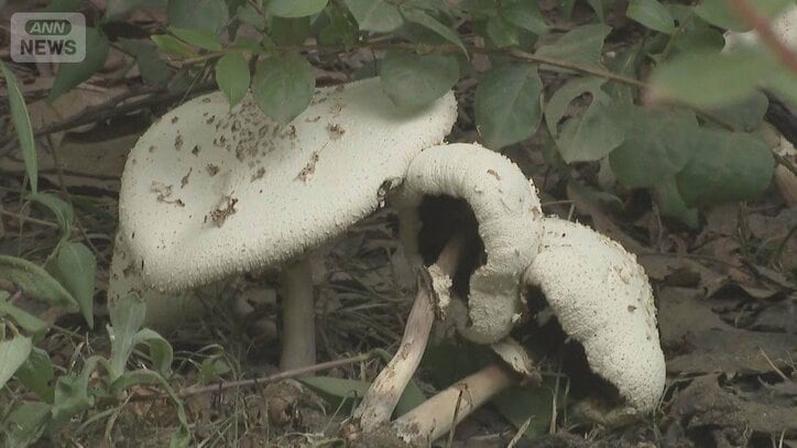 見つけても触らないで 都会の公園で毒キノコ大量発生 中毒症状も 台風や猛暑影響か