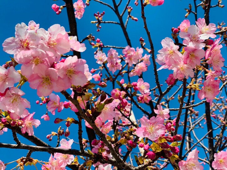  LiLiCo、3年ぶりに脳ドックを受けた結果を報告「前回と変わってなくて安心」 