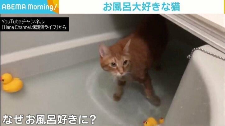「怖がらないんだね」「珍しい」 お風呂が待ちきれない猫、子どもの頃から慣れる機会が