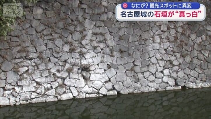 白く染まる石垣