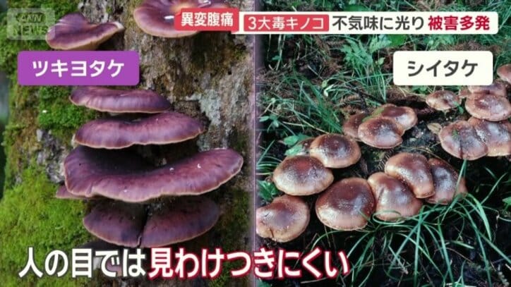 人の目では見分けがつきにくい