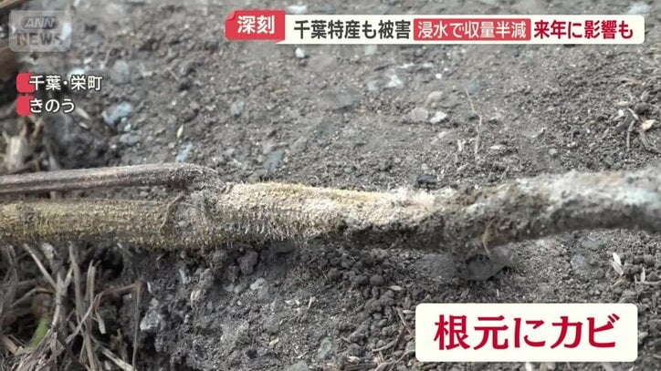 根元にカビ