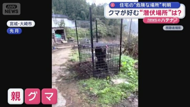 別の箱ワナには親グマ