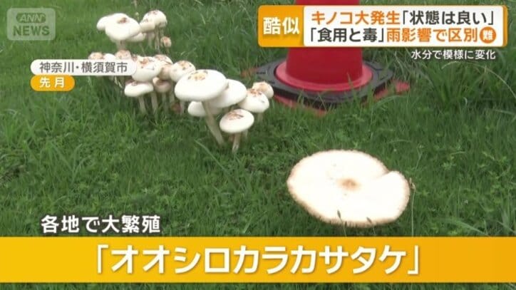 全国の広い範囲で大繁殖