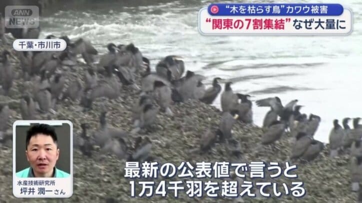 水産技術研究所　坪井潤一さん