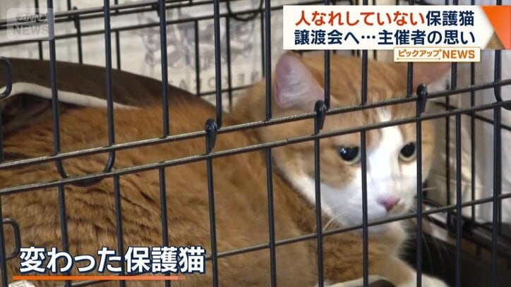 ちょっと変わっている保護猫
