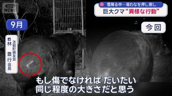 400キロ級ヒグマ