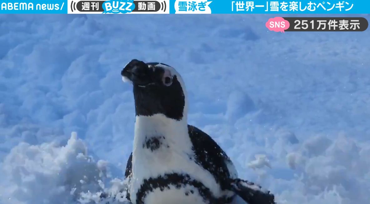 雪だーー！大好きな雪を全力で楽しむペンギンがかわいすぎる！羽をバタつかせウキウキ、嬉しさが伝わる映像が話題に | 話題 | ABEMA TIMES |  アベマタイムズ