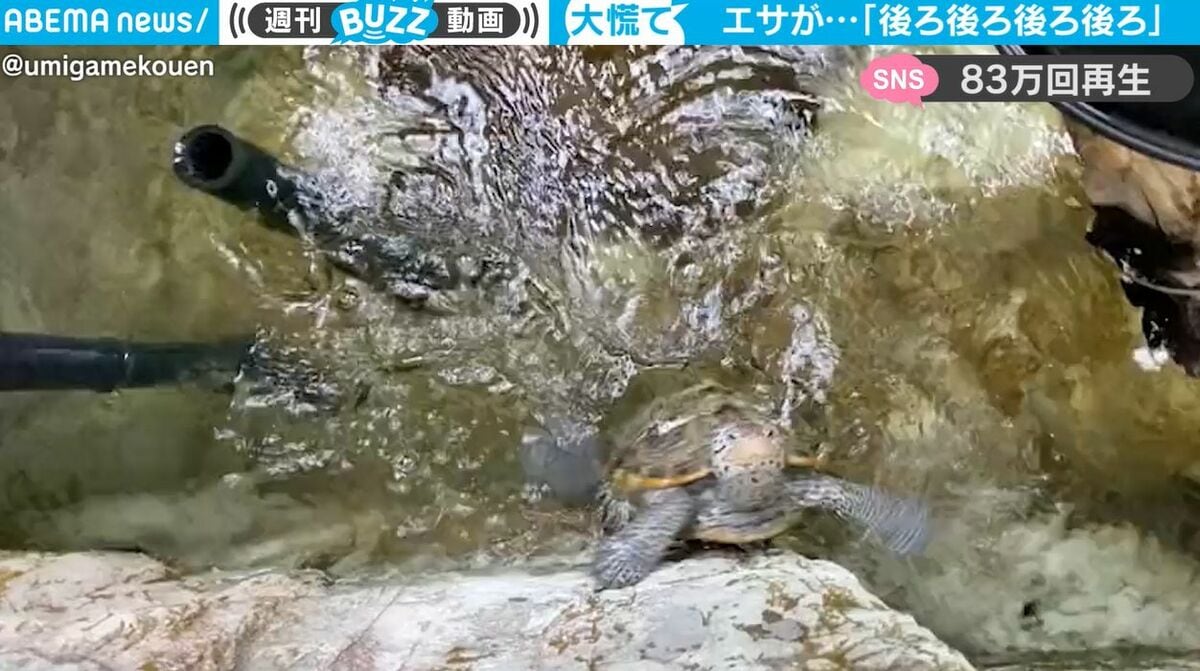 カメさん☆ページ カメが教えてくれた、大切な7つのこと | アリョーシャ・A・ロング