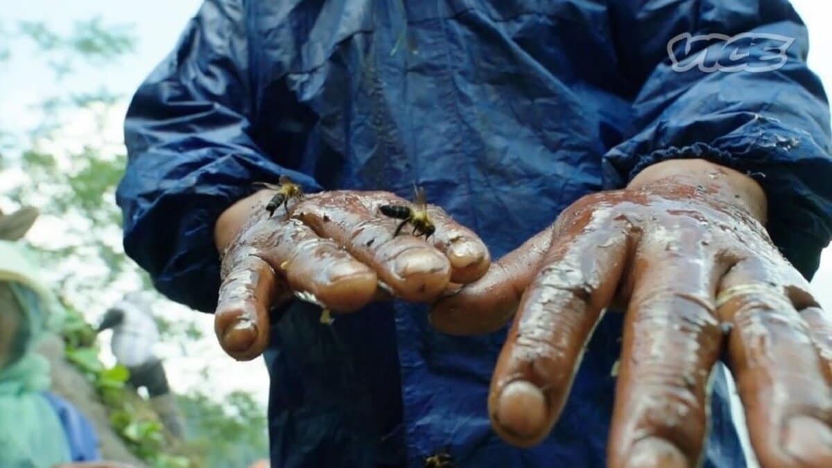 快楽のためじゃない」幻覚誘うネパールの蜂蜜、過酷な採取現場に密着