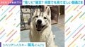 「お手…こてん！」ハスキーの子犬が前脚を乗せる愛らしい姿に反響続々「可愛い〜」「えらい！」