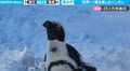 雪だーー！大好きな雪を全力で楽しむペンギンがかわいすぎる！羽をバタつかせウキウキ、嬉しさが伝わる映像が話題に