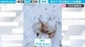 柴犬が雪の上で大はしゃぎ！ 大興奮でゴロゴロする姿に「全力で楽しんでいる様子が伝わってくる」反響多数
