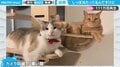 「シッポ、当たってますけど…」物静かな猫が試みた“静かな”仕返しにほっこり