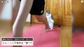 美人アスリート、“愛猫”と前代未聞のトレーニング動画が話題 あまりの驚きと可愛さに思わず二度見必至 「この猫可愛すぎ」「これはバズりますね」