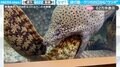 「オエッ！とならない？」ウツボ同士の“謎すぎる行動”に「逆流性食道炎の診断！？」「出てきた方は満足した顔してはる」と反響