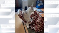 【映像】コタツに頭を突っ込むシベリアンハスキー